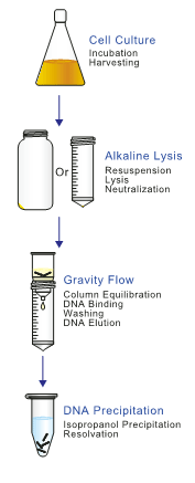 plasmid